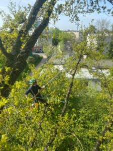 Bild Totholzentfernung