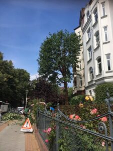 Bild Baumpflege Ostsee Baumpflege in Kiel